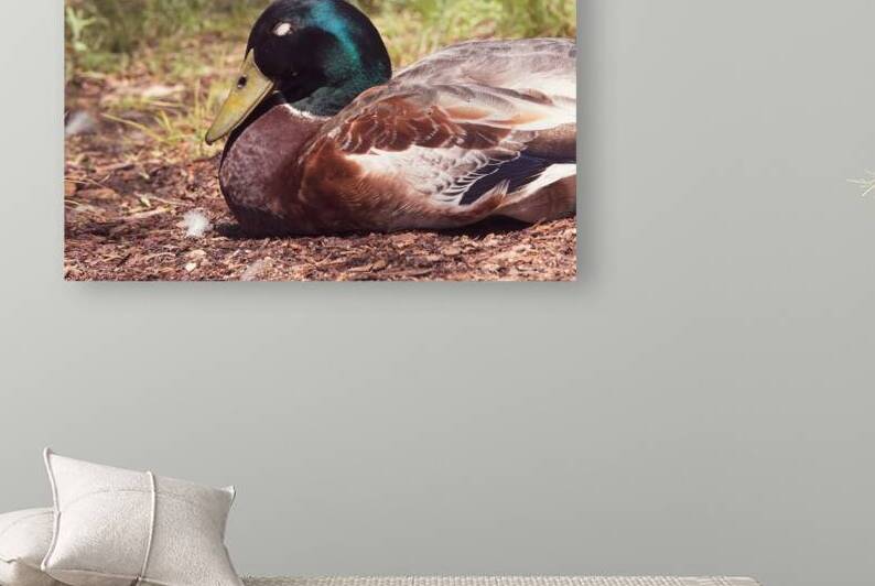 Mallard - Resting in the Light by Chad Meyer