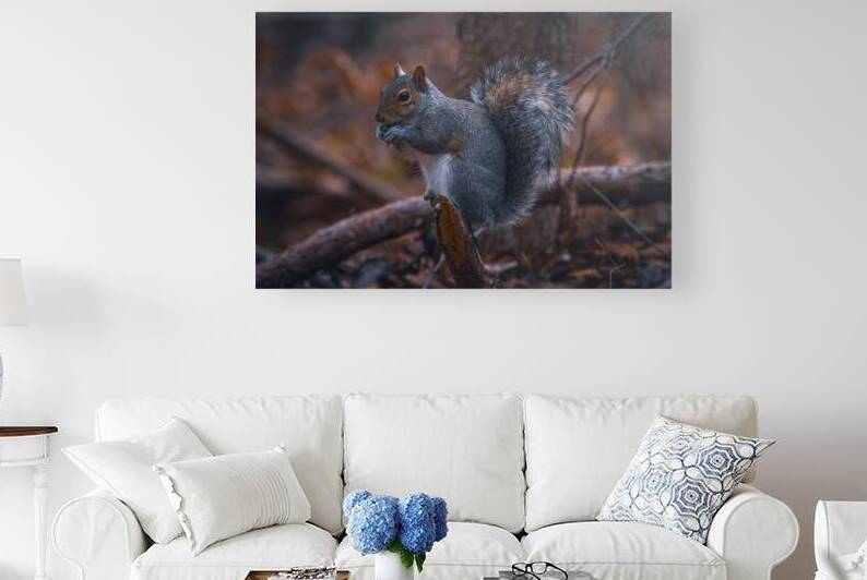 Eastern Gray Squirrel - Autumn Snack Break by Chad Meyer