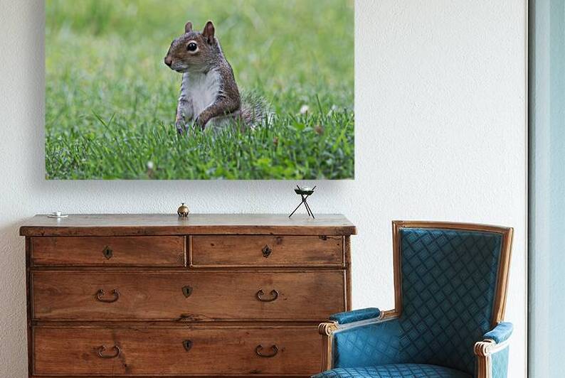 Eastern Gray Squirrel - Green Glow of Nature by Chad Meyer
