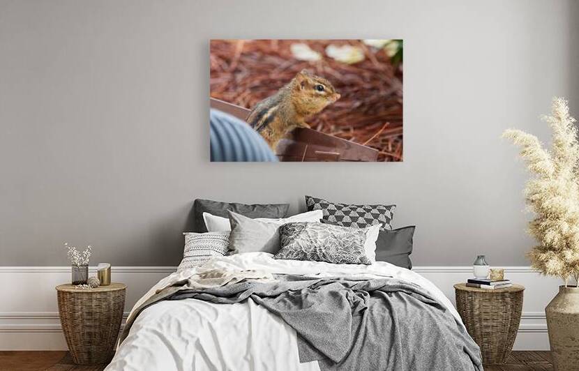 Curious Chipmunk on Garden Edge by Chad Meyer