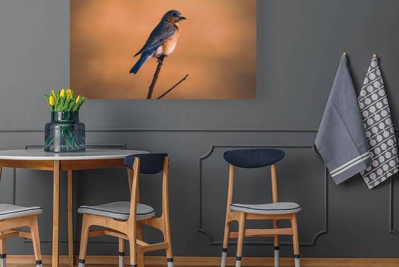 Eastern Bluebird - Morning Light Grace by Chad Meyer