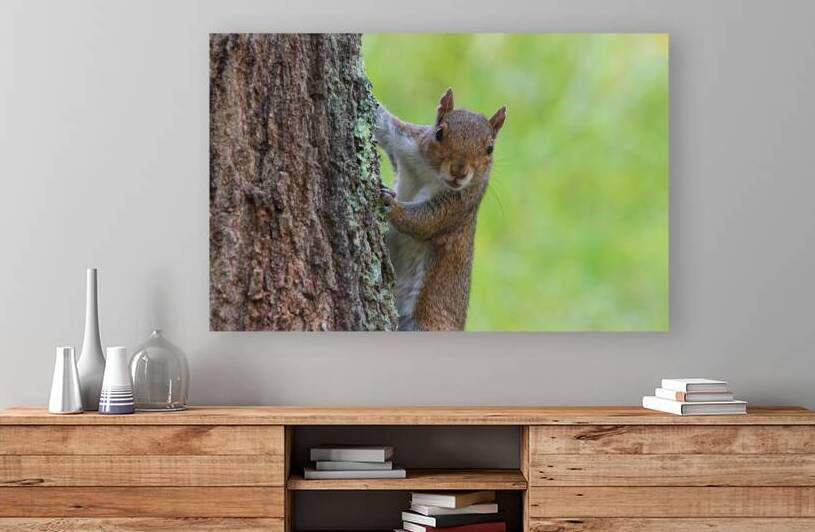 Surprised Squirrel  by Chad Meyer