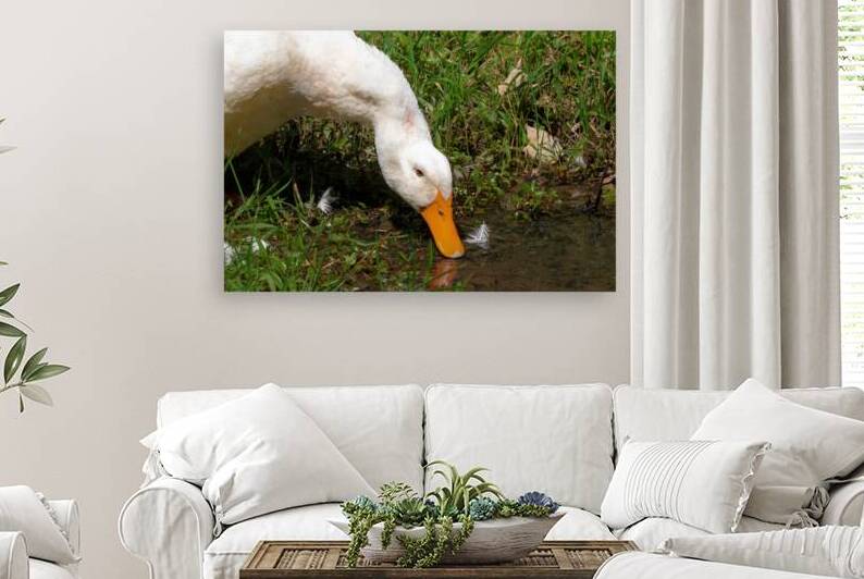 Pekin Duck - Sip by the Stream by Chad Meyer