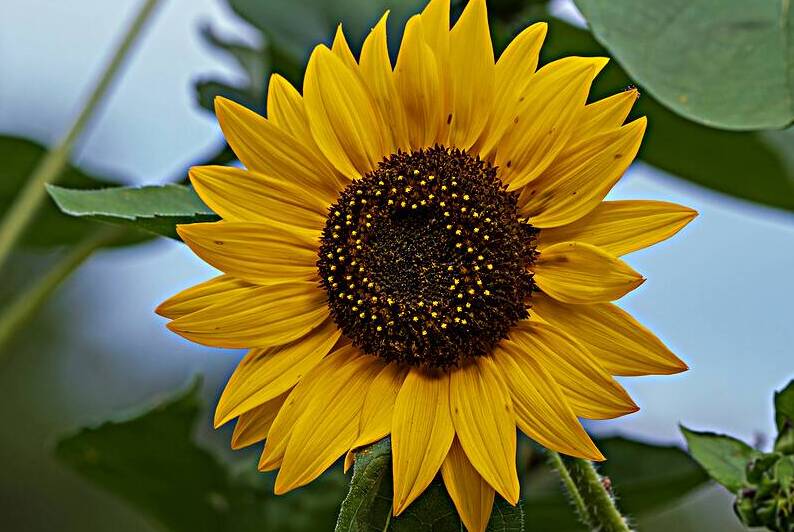 Common Sunflower - Summers Golden Star by Chad Meyer