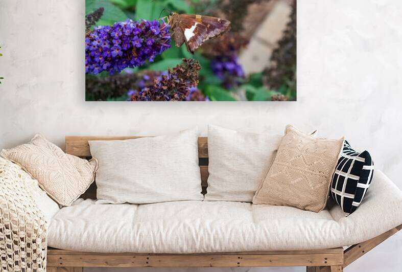 Silver-spotted Skipper - Purple Petal Pitstop by Chad Meyer