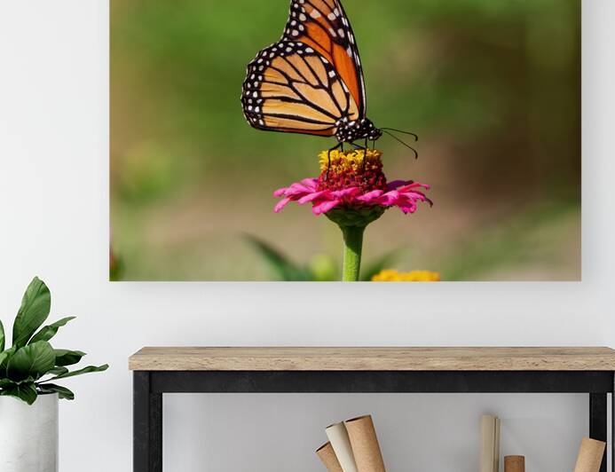 Monarch Butterfly - Pink Zinnia Pause by Chad Meyer