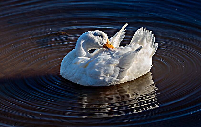 Golden Hour Grooming - Domestic Duck in Still Waters by Chad Meyer