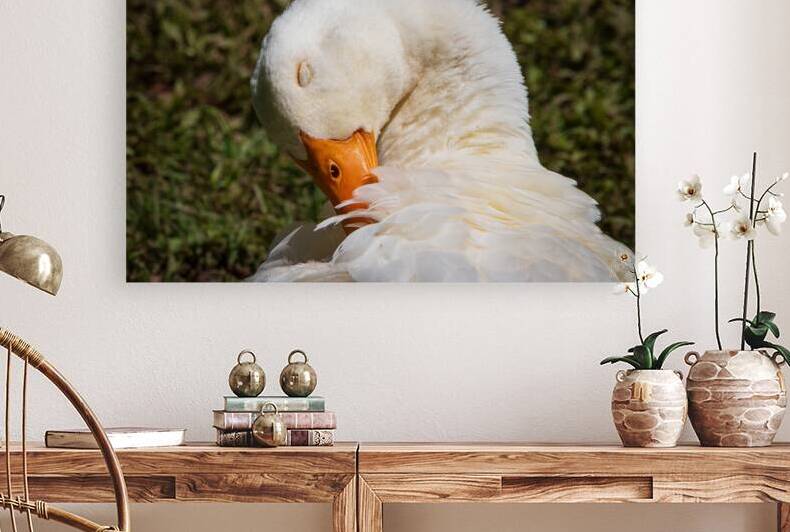 Pekin Duck - Feather Spa Day by Chad Meyer