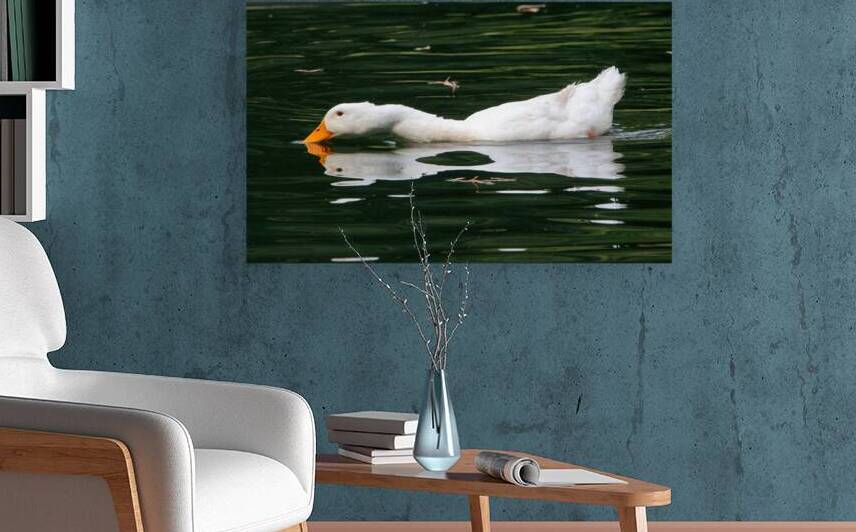 Pekin Duck - Reflections and Ripples by Chad Meyer