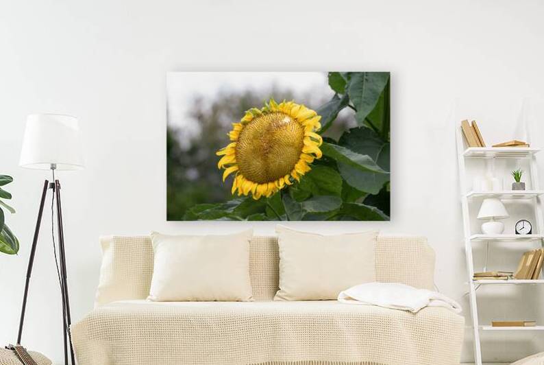 Sunflower - Golden Face at Seasons End by Chad Meyer