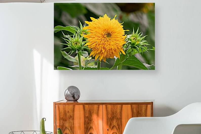 Teddy Bear Sunflower - Soft and Radiant by Chad Meyer