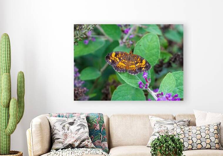 Pearl Crescent Butterfly - Garden Pause on Green by Chad Meyer
