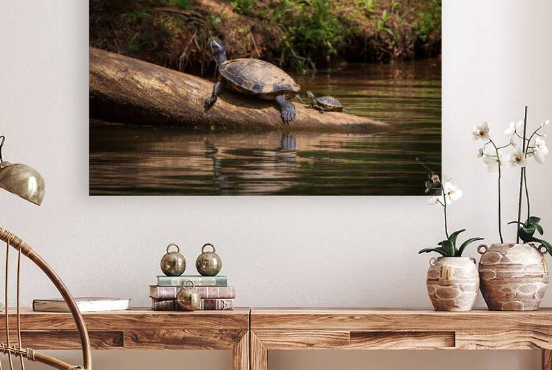 Family Time -Turtles in the Sun by Chad Meyer