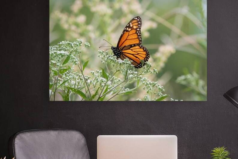 Monarch in White Lace by Chad Meyer