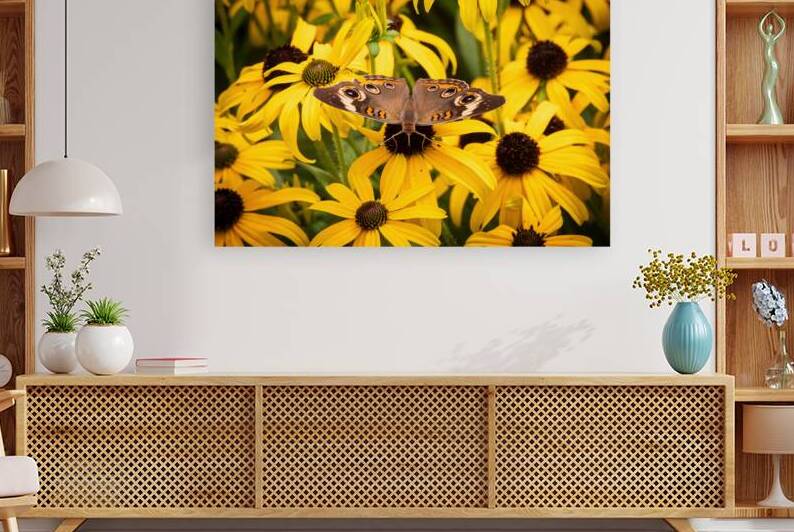 Buckeye Butterfly on Black-eyed Susan by Chad Meyer