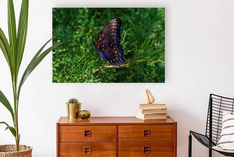 Red-spotted Purple Butterfly - Vivid in the Evergreen by Chad Meyer