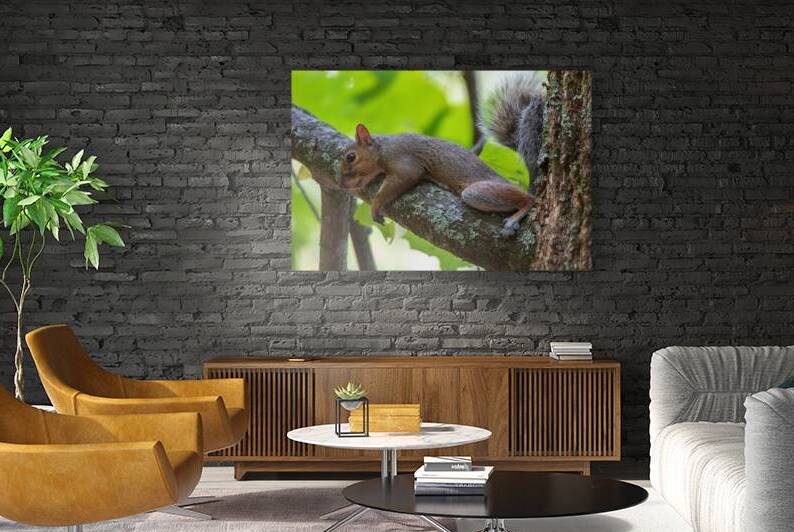 Eastern Gray Squirrel - One Nut Too Many by Chad Meyer