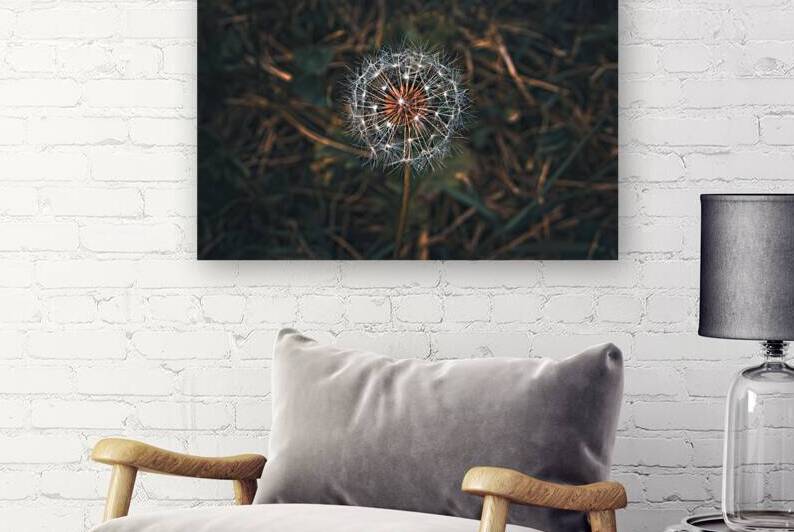 Dandelion - The Fragile Moment by Chad Meyer