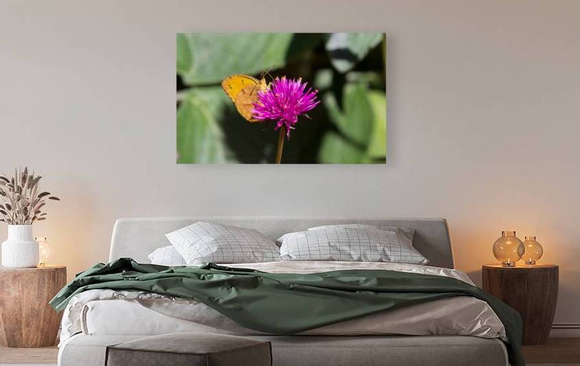 Garden Jewel - Sleepy Orange on Amaranth by Chad Meyer