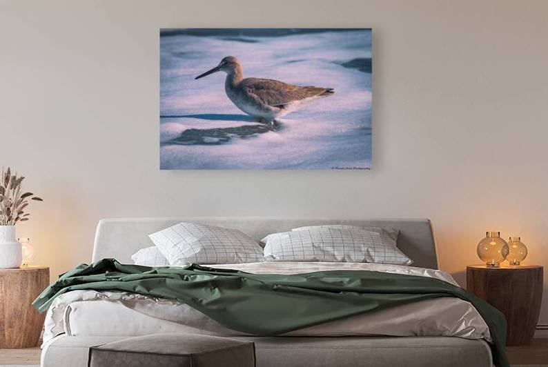 Willet - Gentle Waves by Chad Meyer