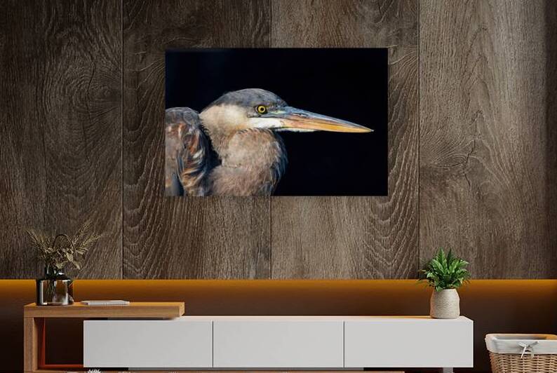 Great Blue Heron - Piercing Gaze by Chad Meyer