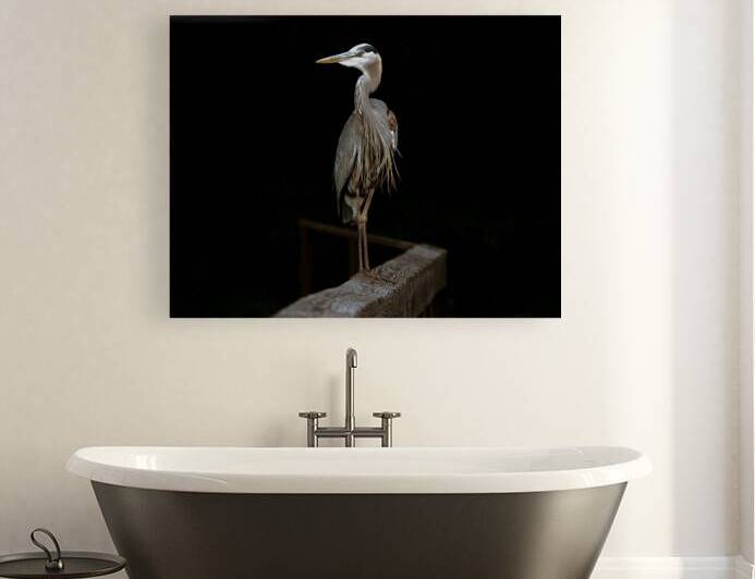 Great Blue Heron - From out of the Darkness by Chad Meyer