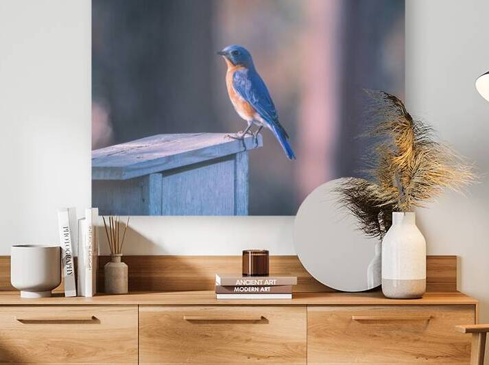 Eastern Bluebird - Stunning Color by Chad Meyer