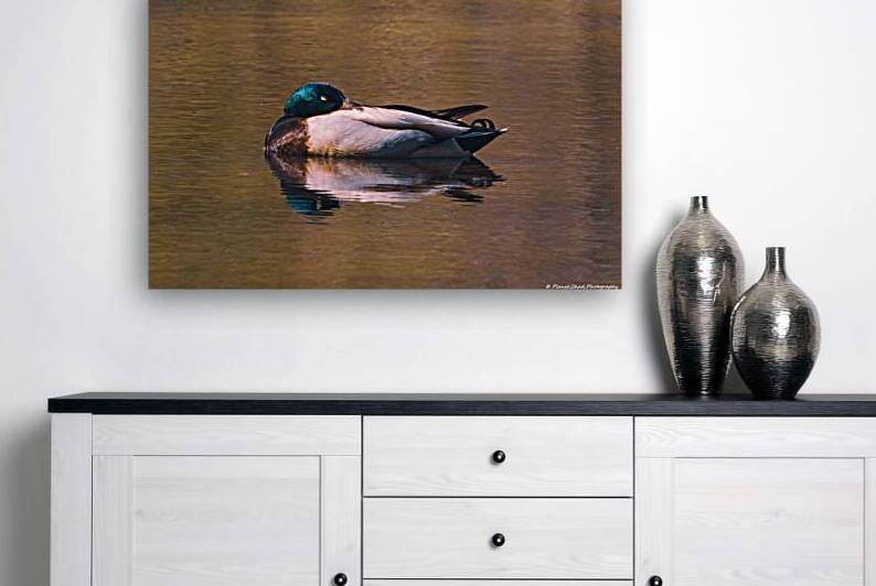 Sleeping Mallard - Solitude Reproduction