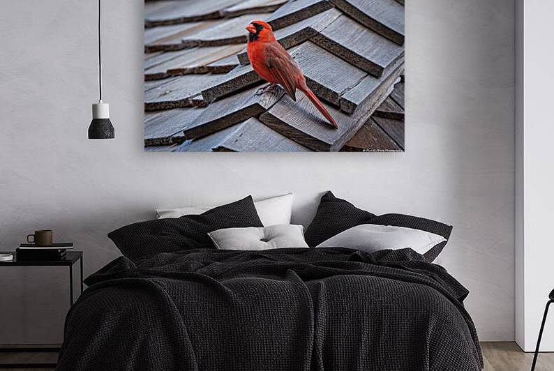 Northern Cardinal - Visit from Heaven by Chad Meyer