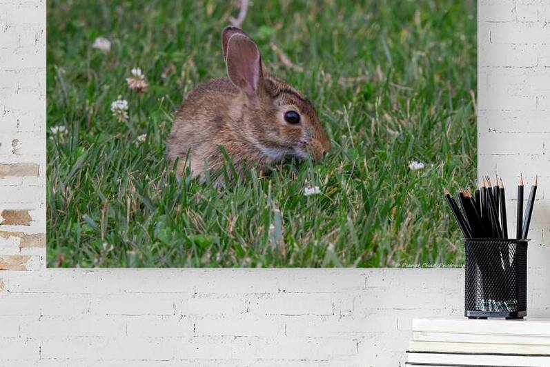 Backyard Bunny - Springtime by Chad Meyer