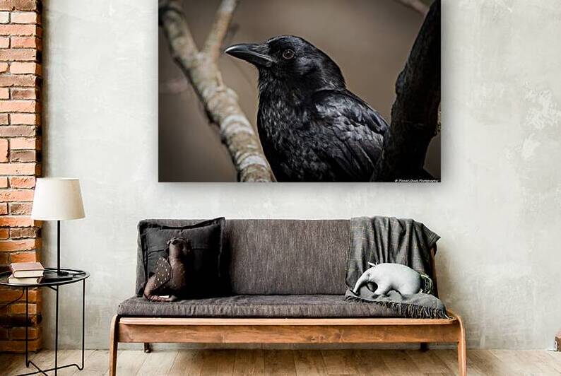  American Crow - Portrait by Chad Meyer