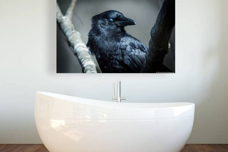 American Crow - Blue Eyes by Chad Meyer