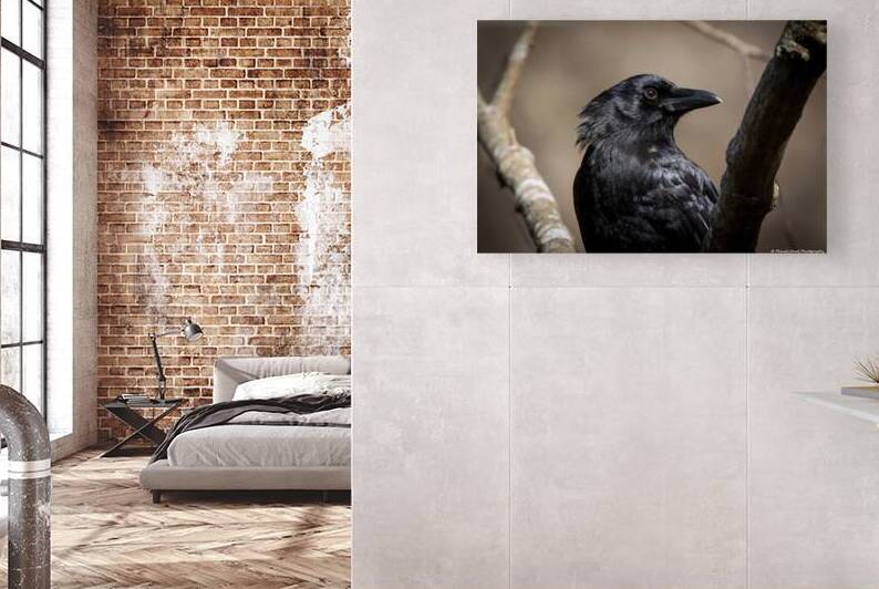 American Crow - Portrait 2 by Chad Meyer