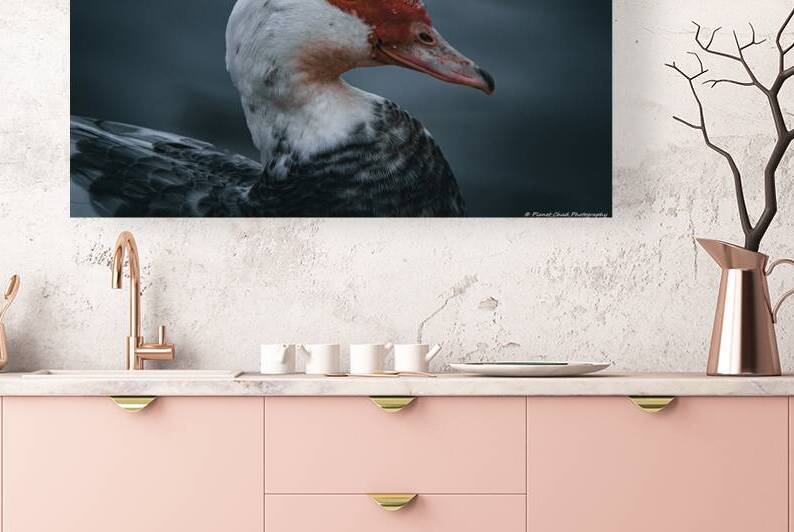 Beautiful Muscovy Duck by Chad Meyer