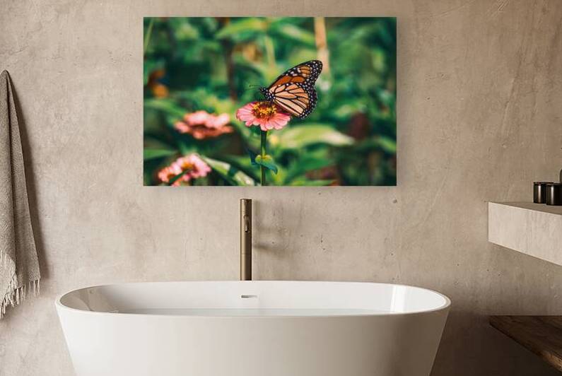 Monarch Butterfly - Zinnia Snack Break by Chad Meyer