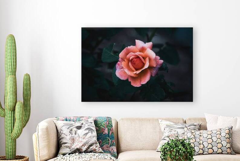 Rose - After Dusk Elegance by Chad Meyer