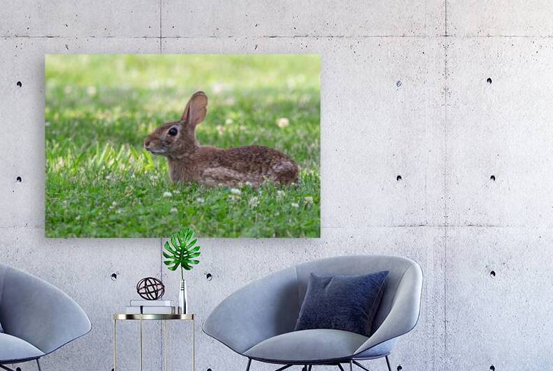 Eastern Cottontail - Backyard Bunny by Chad Meyer
