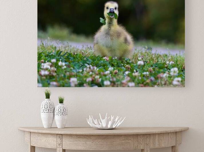 Canada Goose - Happy Gosling by Chad Meyer