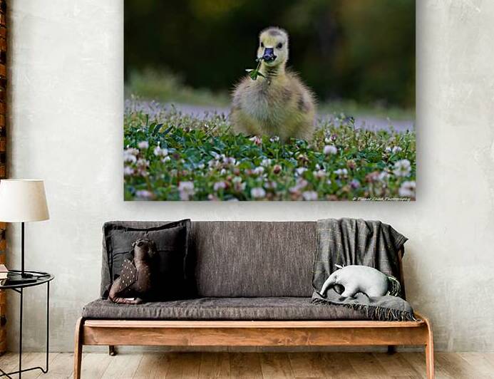 Canada Goose - Adorable Gosling by Chad Meyer