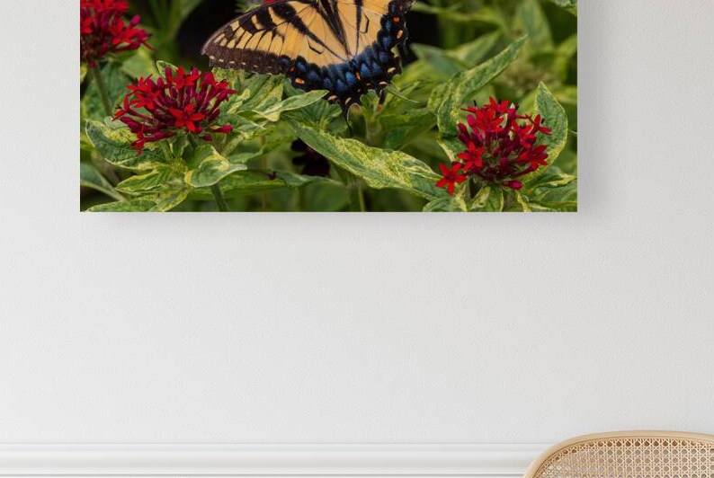 Eastern Tiger Swallowtail - Crimson Pentas Delight by Chad Meyer