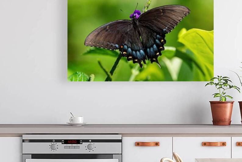 Spicebush Swallowtail - Midnight Wings and Morning Light by Chad Meyer