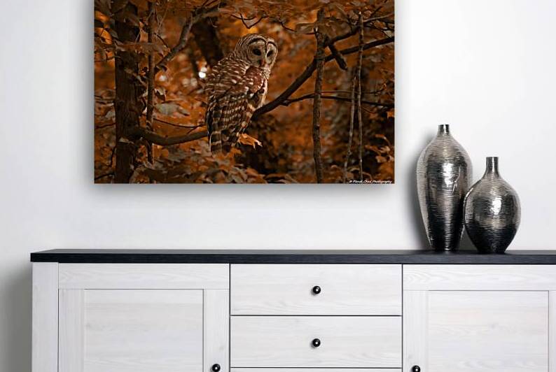 Barred Owl - Summer Heat by Chad Meyer