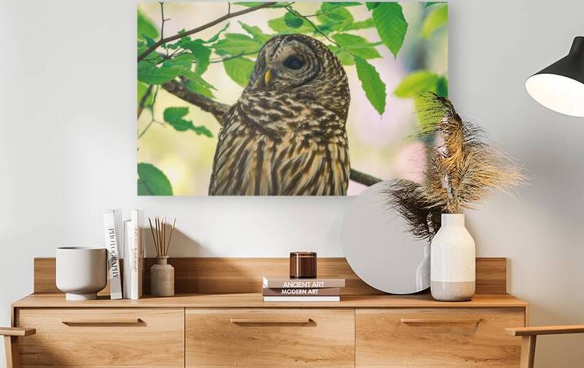 Barred Owl - Leaf-Light Gaze by Chad Meyer