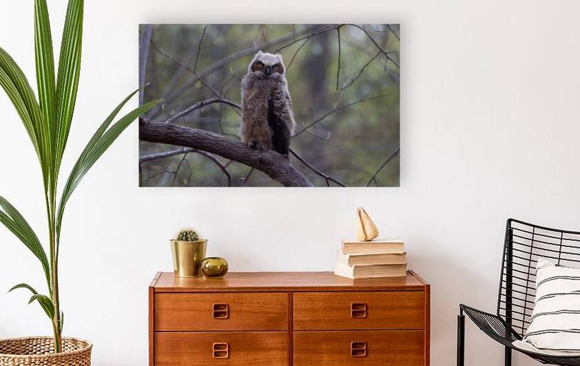 Great Horned Owlet - Forest Nap by Chad Meyer