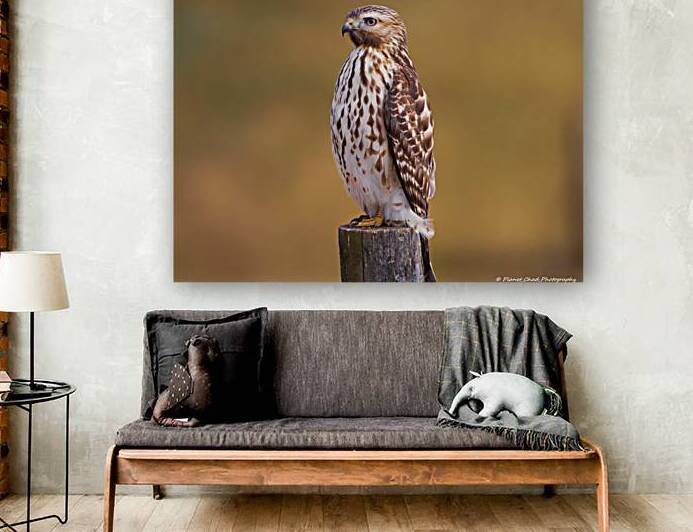 Red Shouldered Hawk - Perfect Pose by Chad Meyer