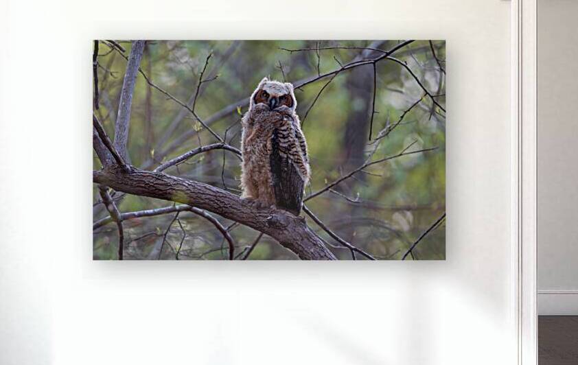 Great Horned Owlet - First Look at the World by Chad Meyer