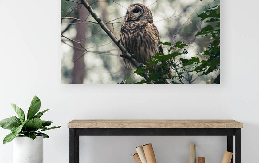 Barred Owl - Cloudy Day Perch by Chad Meyer