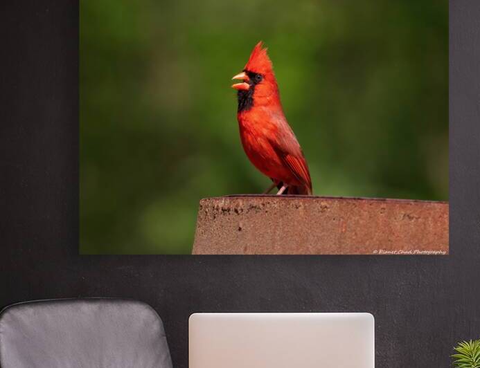 Singing Cardinal by Chad Meyer