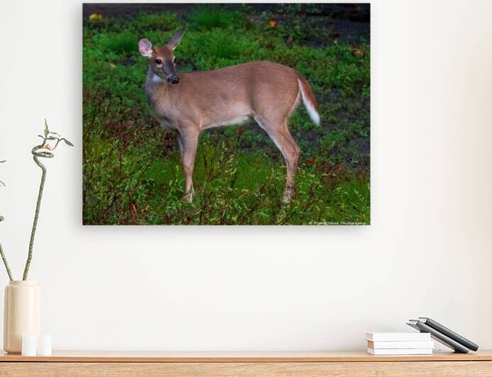 White Tailed Deer - Morning Walk by Chad Meyer