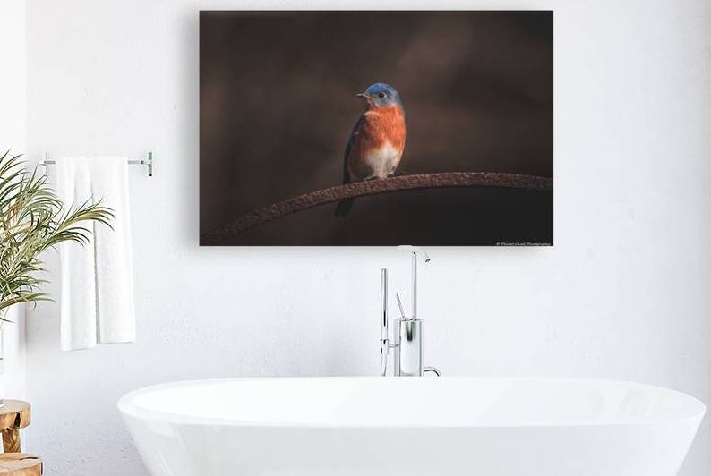 Eastern Bluebird - Springtime by Chad Meyer